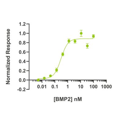 BMP2 activity Bioactivity is determined using a BMP2-responsive firefly luciferase reporter in stably transfected HEK293T cells. Cells are treated with a serial dilution of BMP2 for 6 hours. Firefly luciferase activity is measured and normalized to the control Renilla luciferase activity. EC50 = 7.81 ng/mL (0.3 nM).